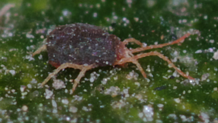 Acari su foglie di edera: cfr.  Tetranychidae - Rende (CS)